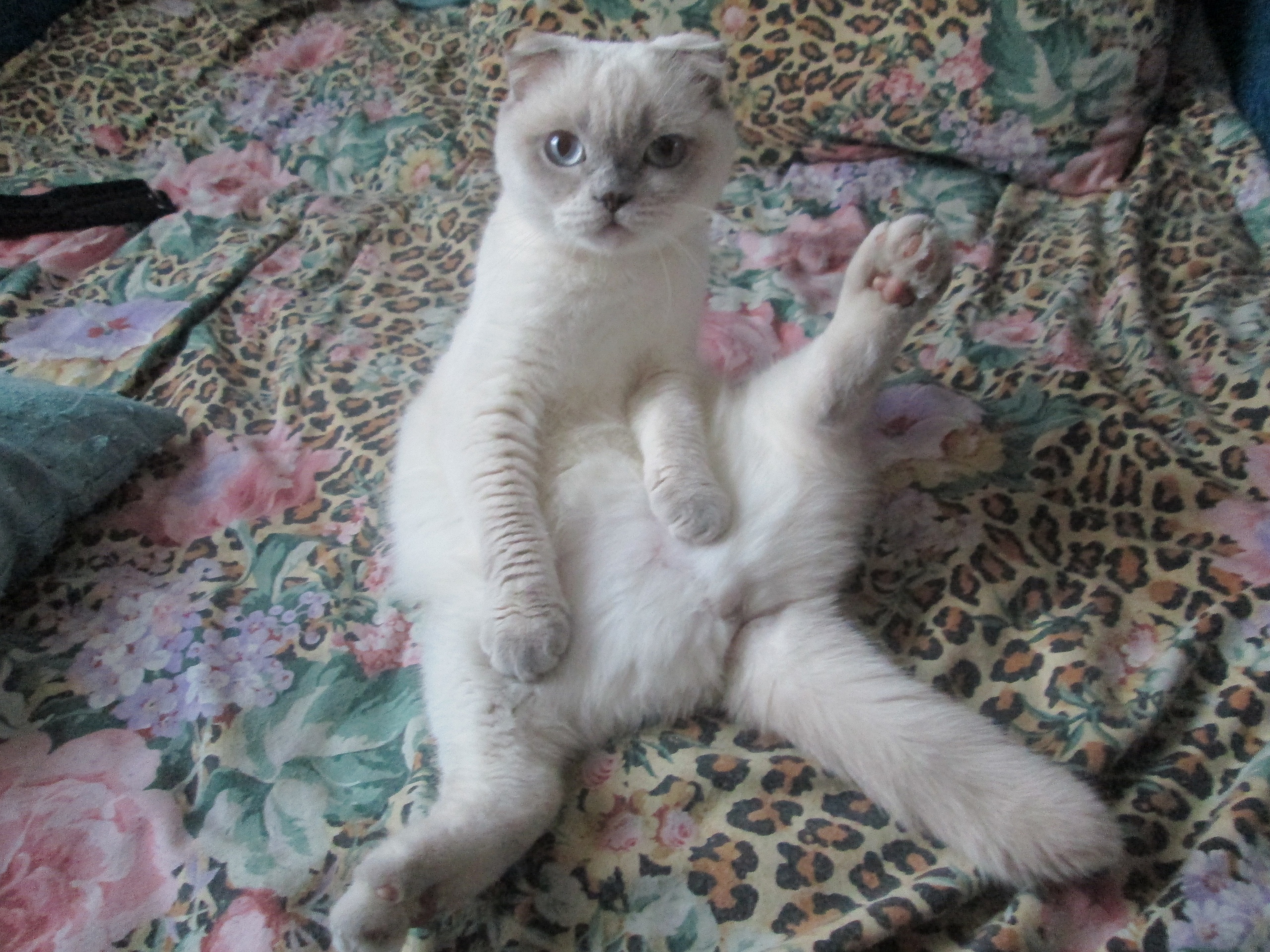 Кошечку застали врасплох