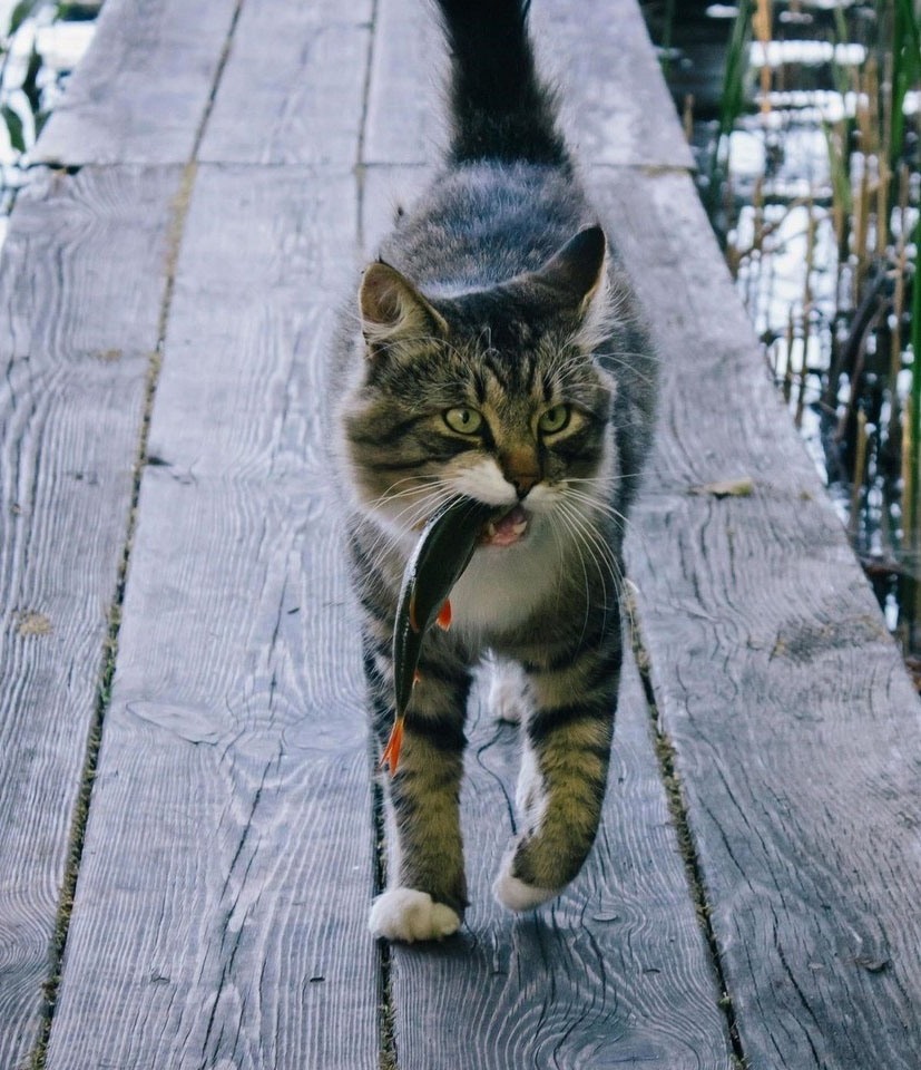 Котик несёт рыбку