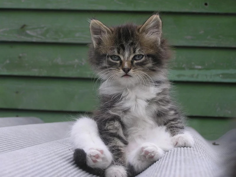 Пушистик на крыше