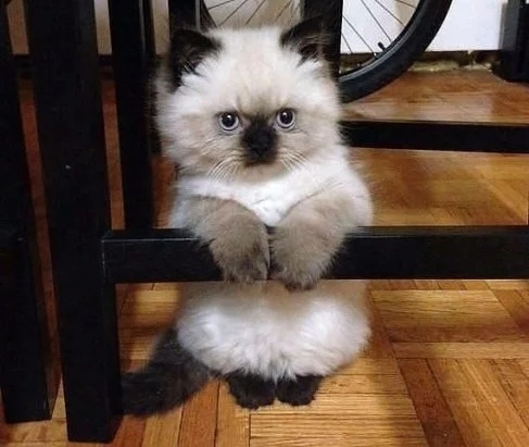 Котёнок под столом