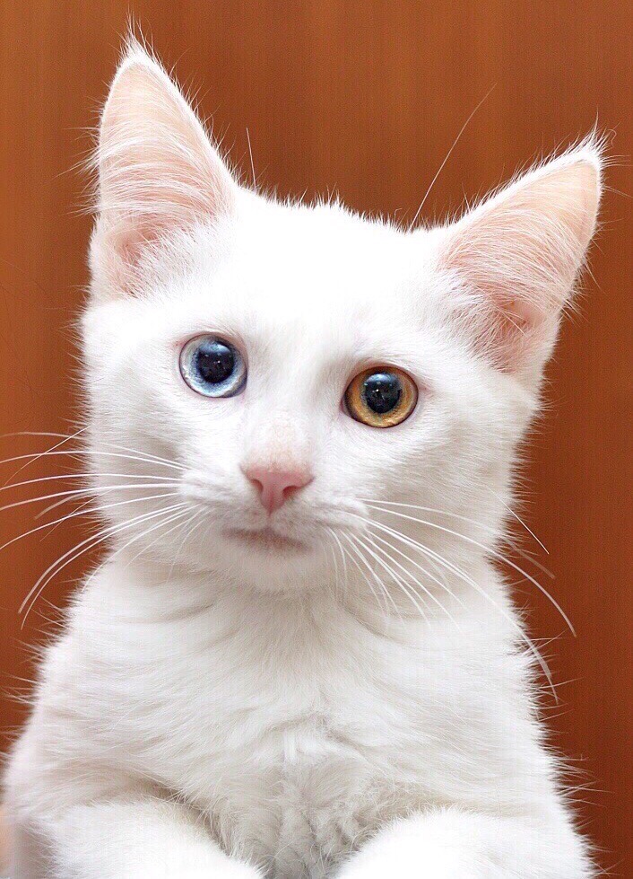 Белоснежная обаяшка