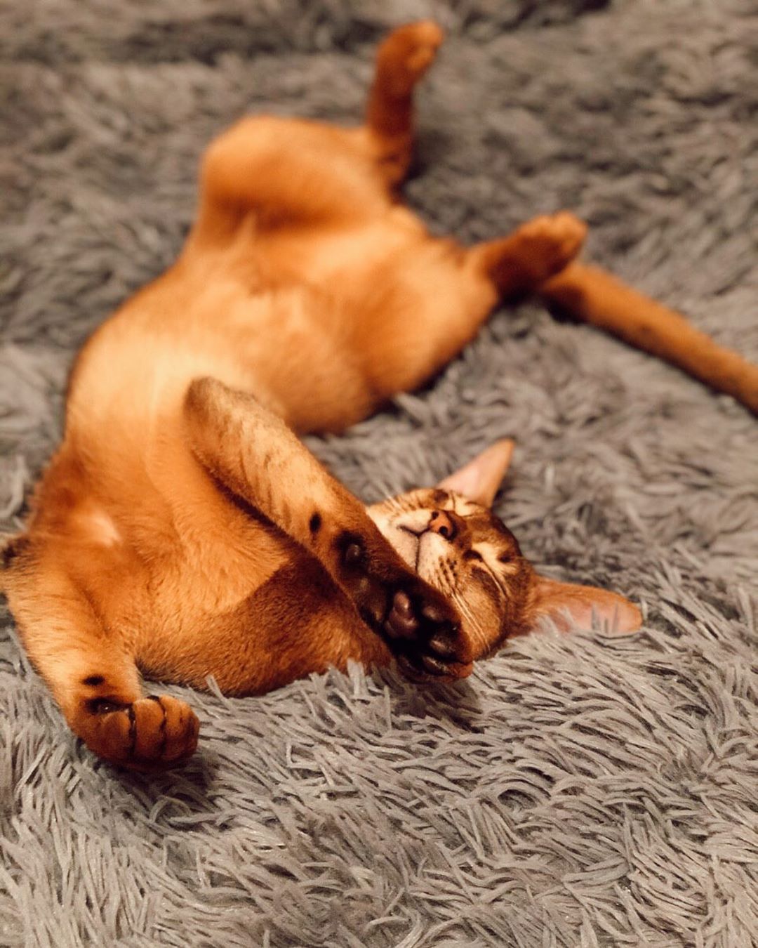 Котик кувыркается на ковре