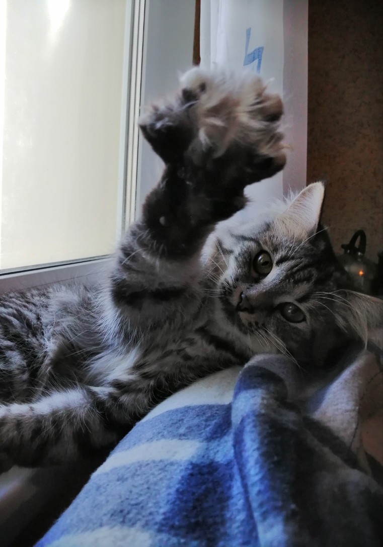 Полосатик тянет лапку