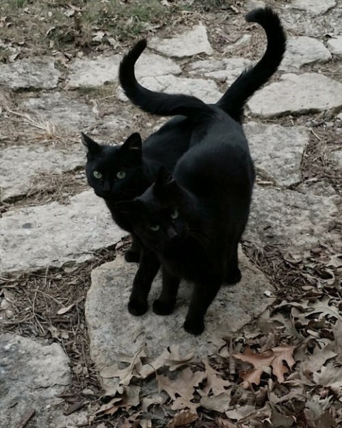 Чёрненькая парочка