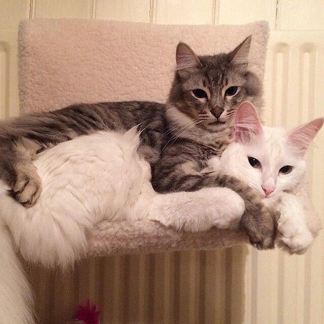 Кошки обнимаются