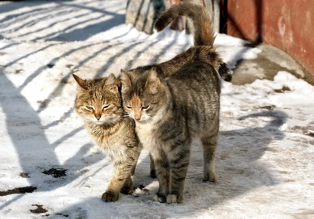 Зимняя прогулка