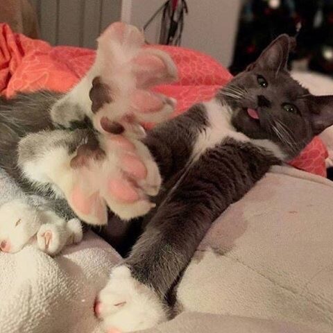 Кошачьи потягушки