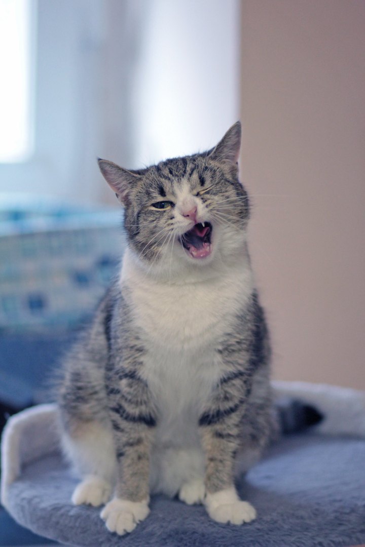 А не спеть ли мне песню