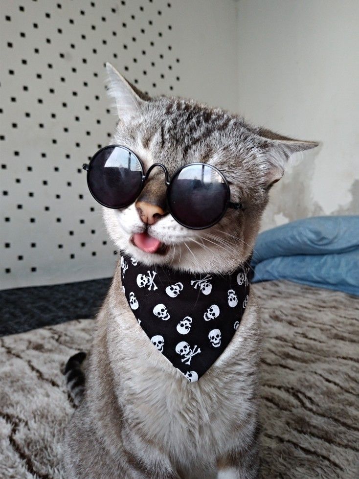 Котик в очках и бандане