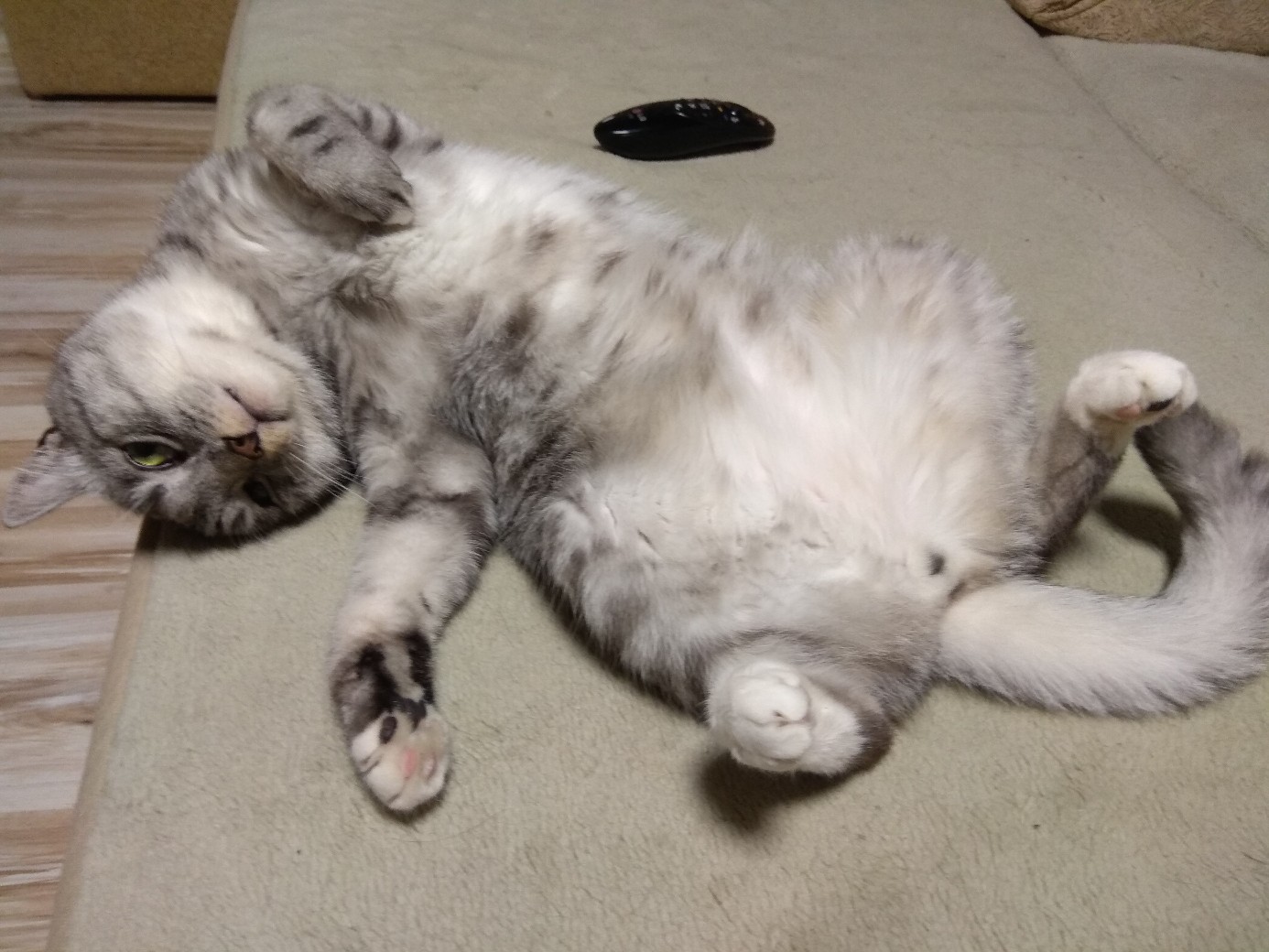 Полосатик разлёгся на диване