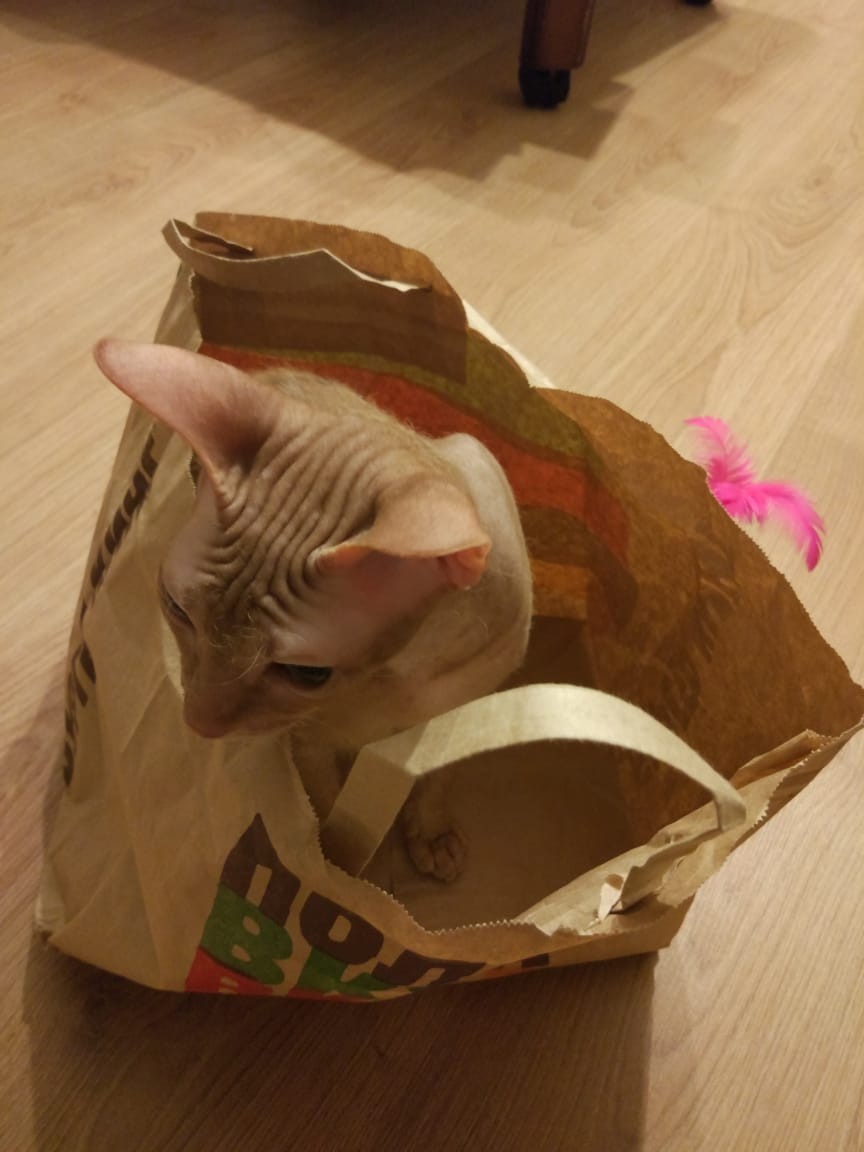 Лысик в пакете