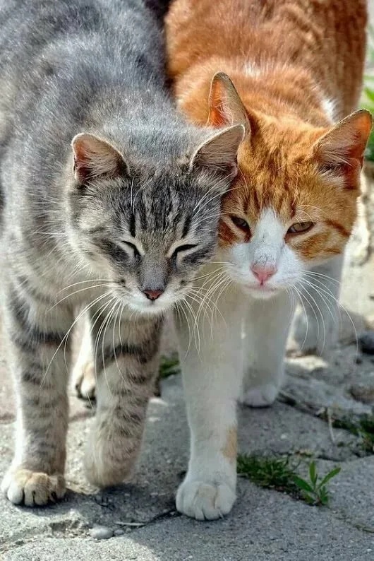 Кошки неразлучники