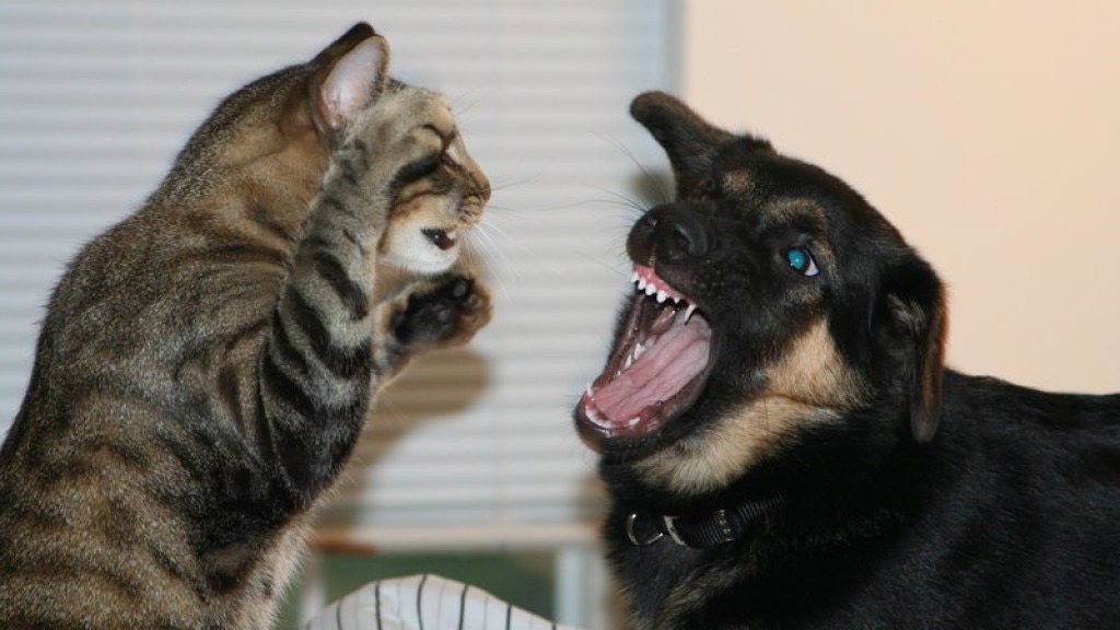 Как кошка с собакой