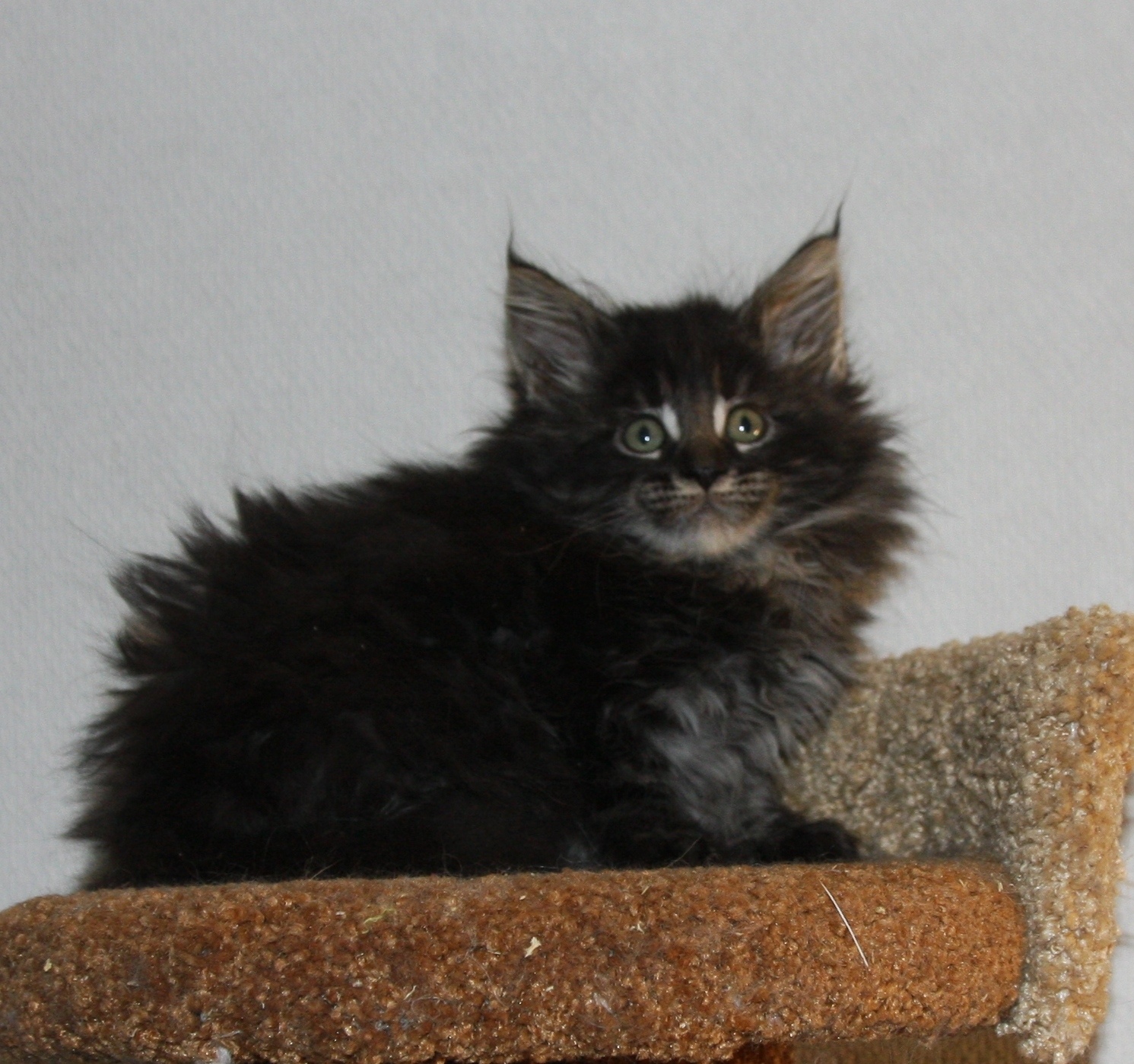 Очаровательный пушистик