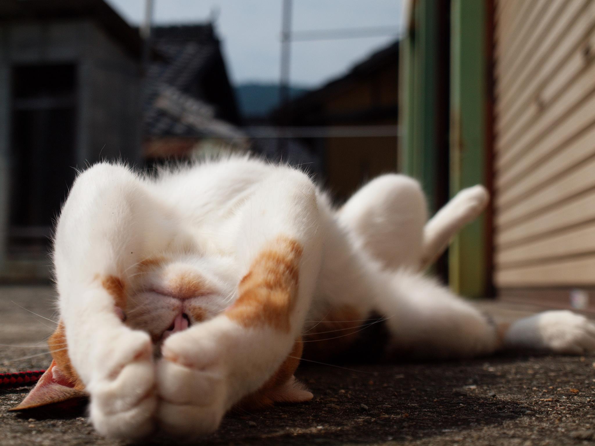 Котик спрятал мордочку лапками