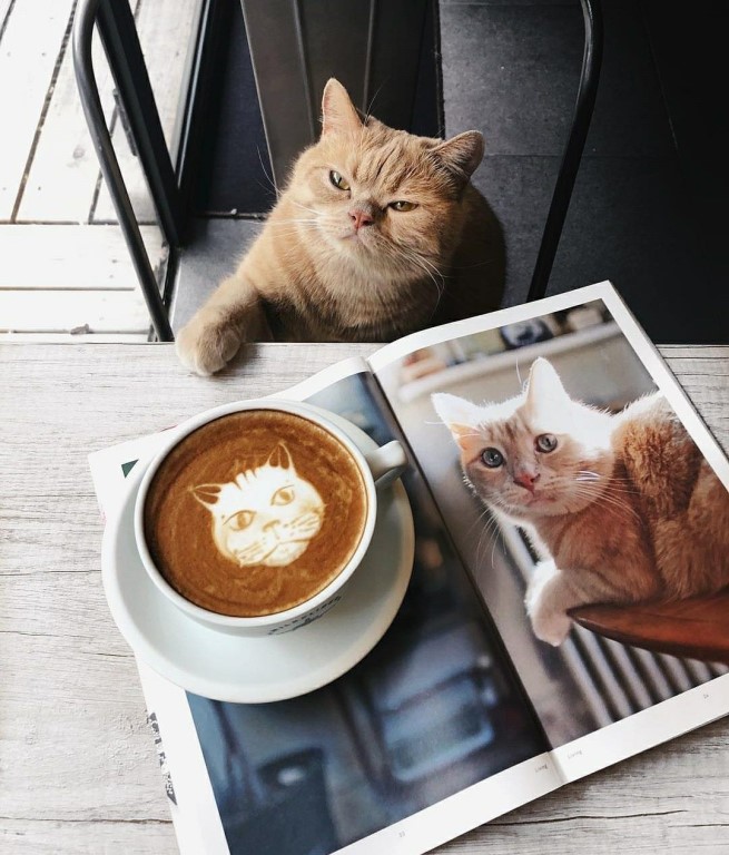 Кототрио кота