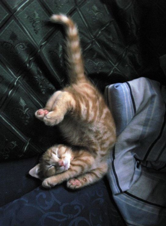 Полосатик в позе