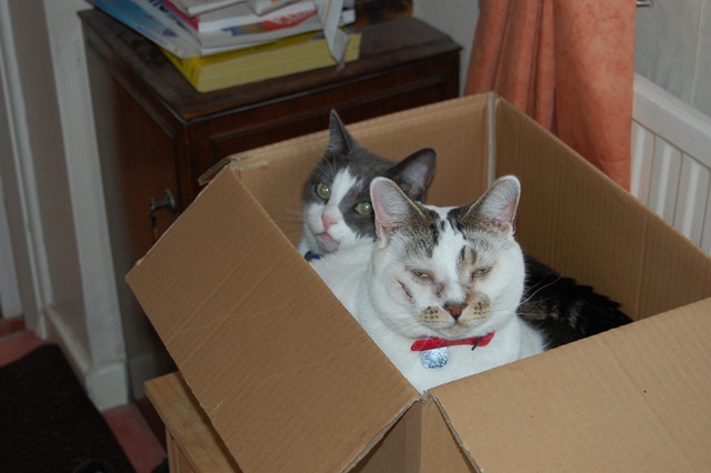 Два котика в коробке