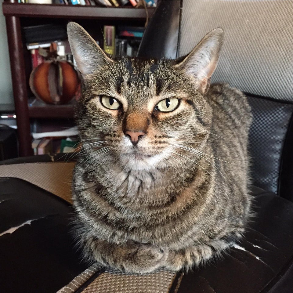 Полосатик на диване