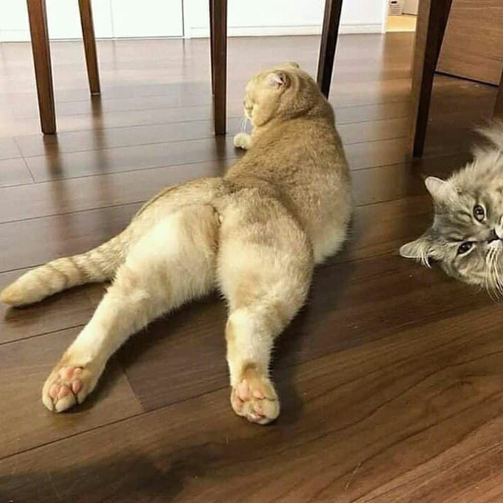 Кошечка обиделась