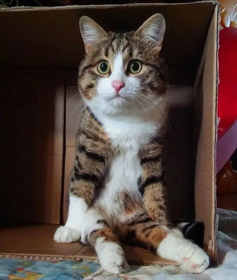 Котик сидит на попе