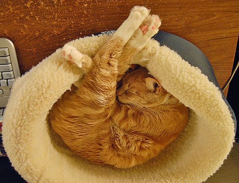 Рыжик в лежанке