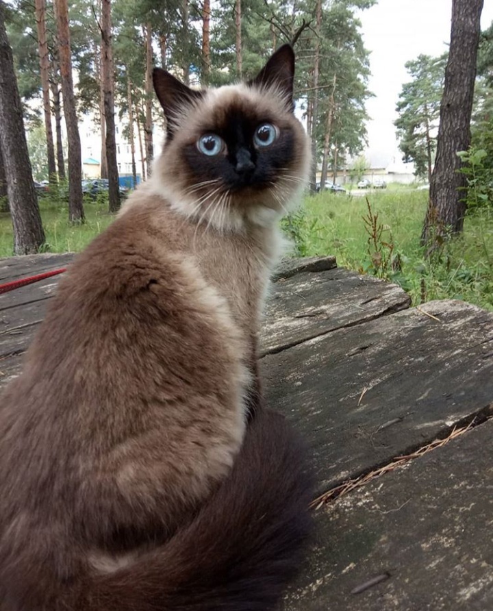 Тайская кошечка