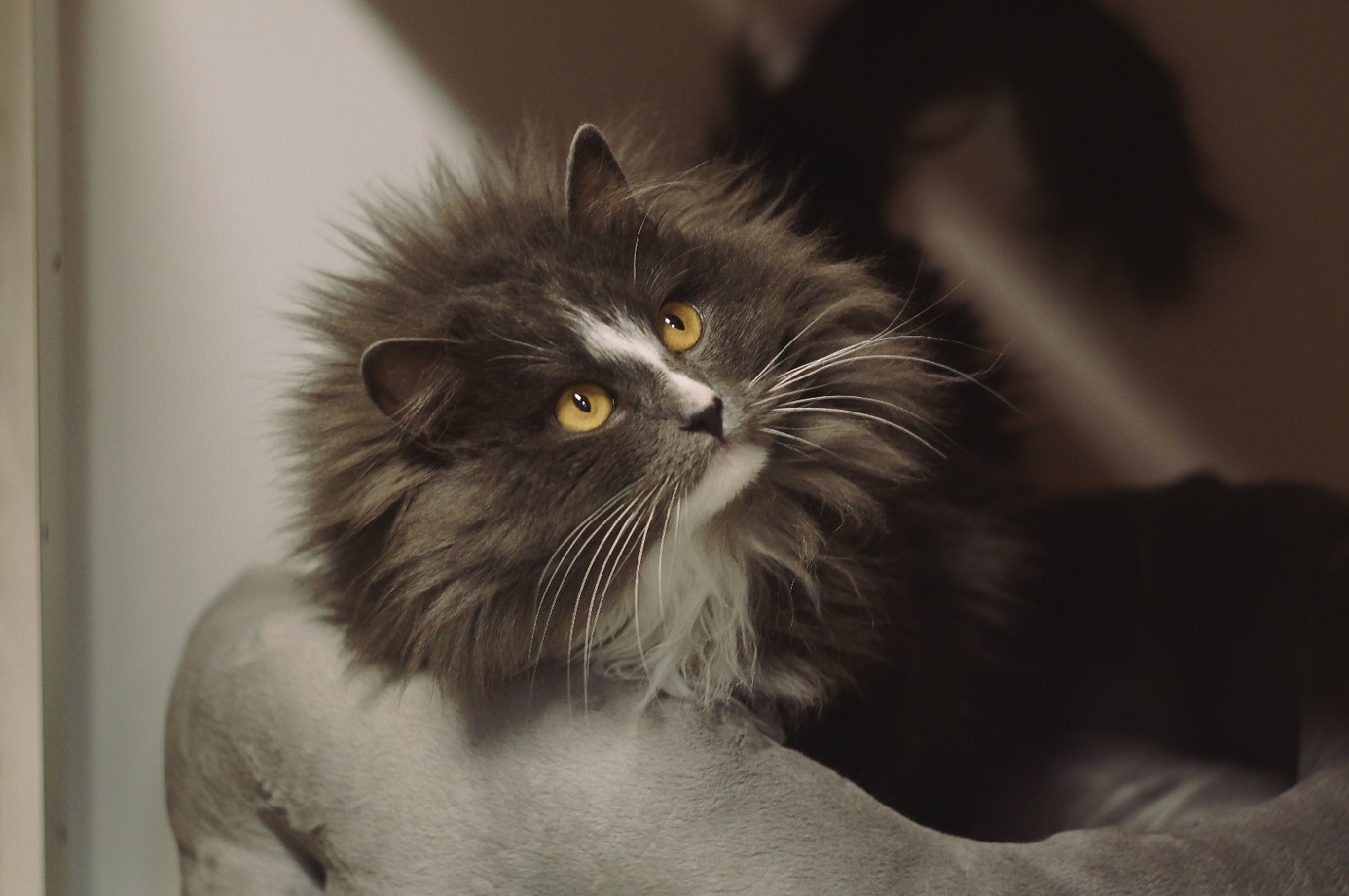 Пушистая желтоглазка