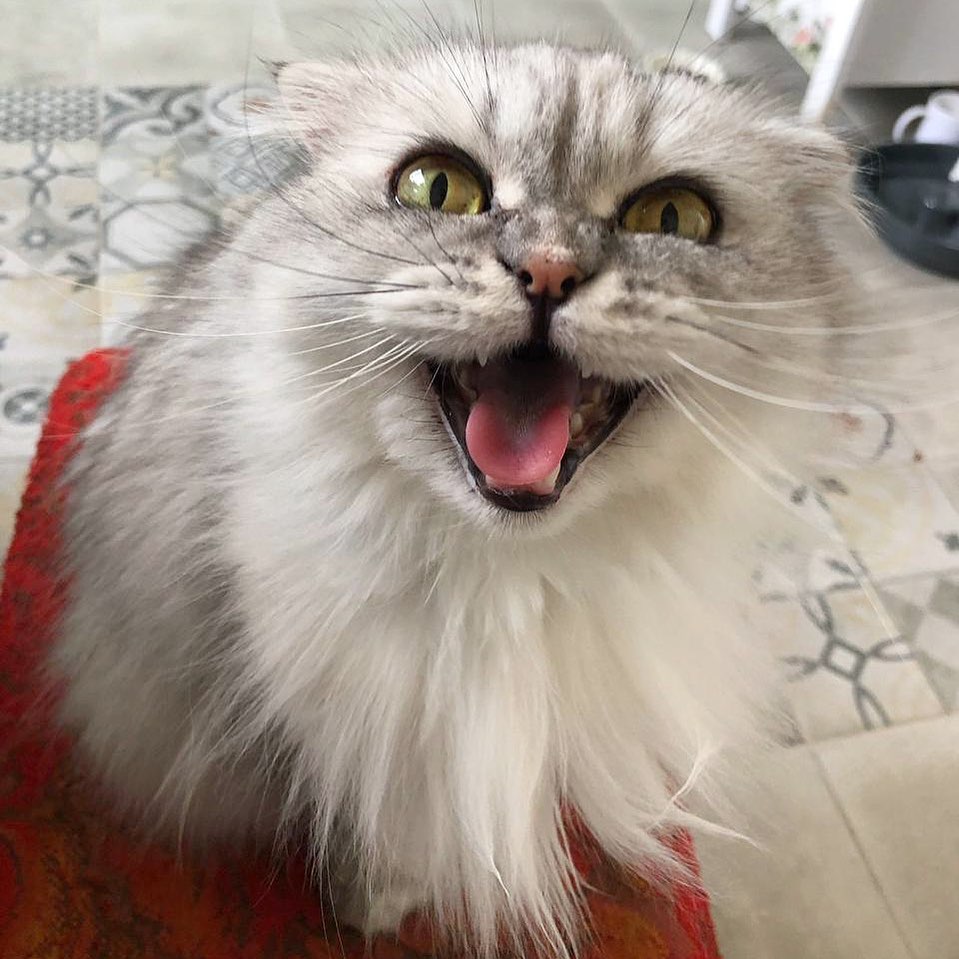 Пушистик мяучит