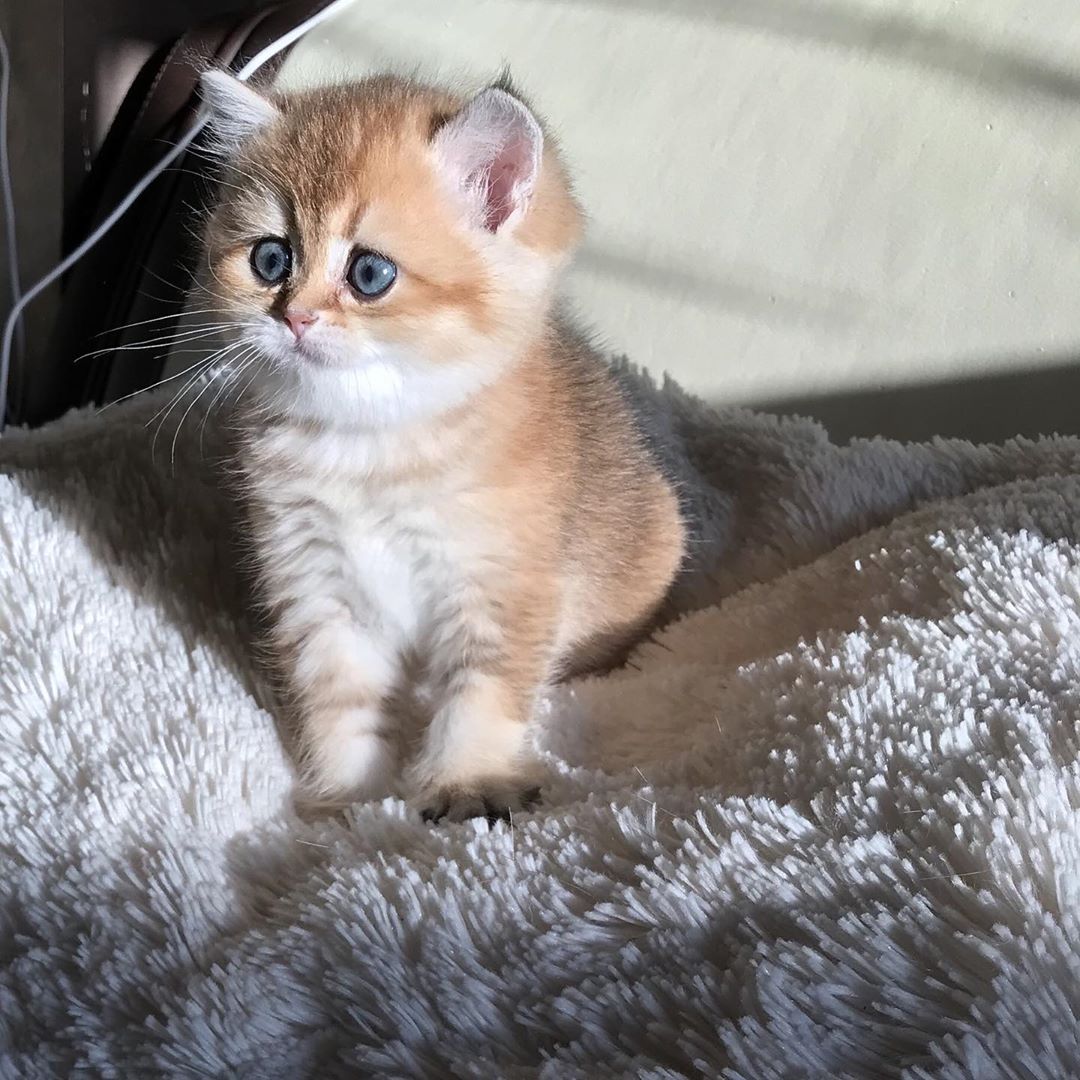 Котёночек на постели