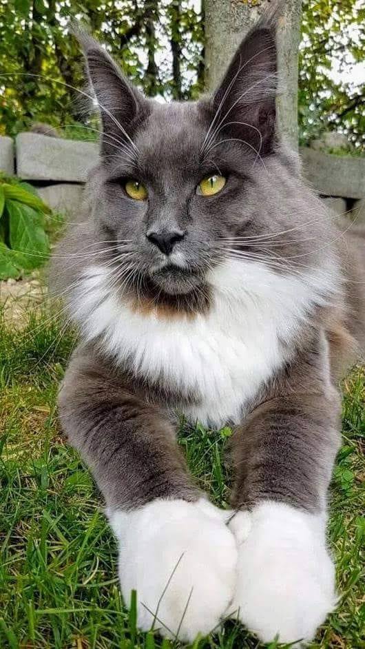 Красавчик на природе