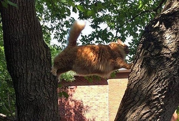 Толстячок между деревьев