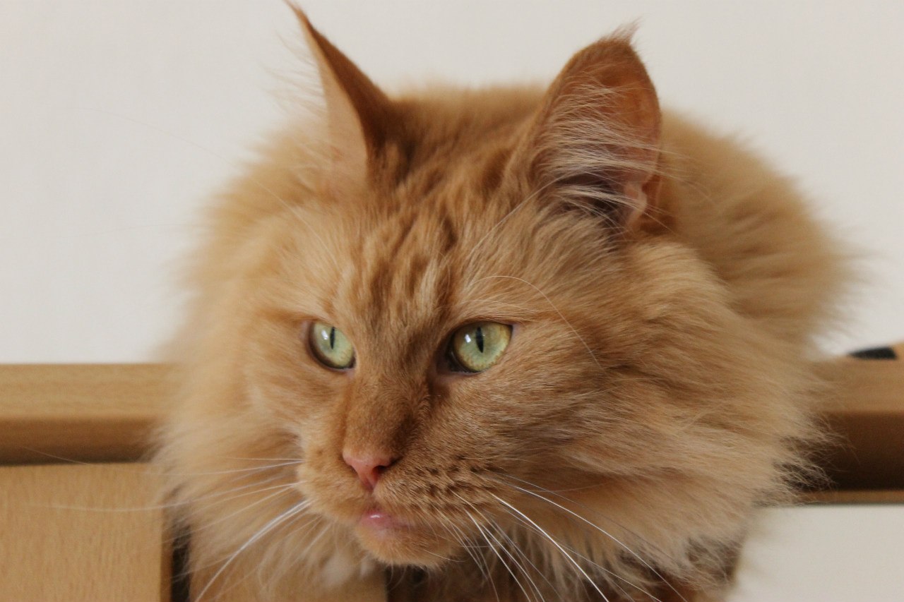 Пушистая рыжая морда