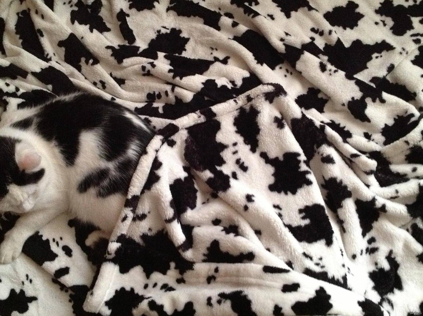 Котёнок на пледе