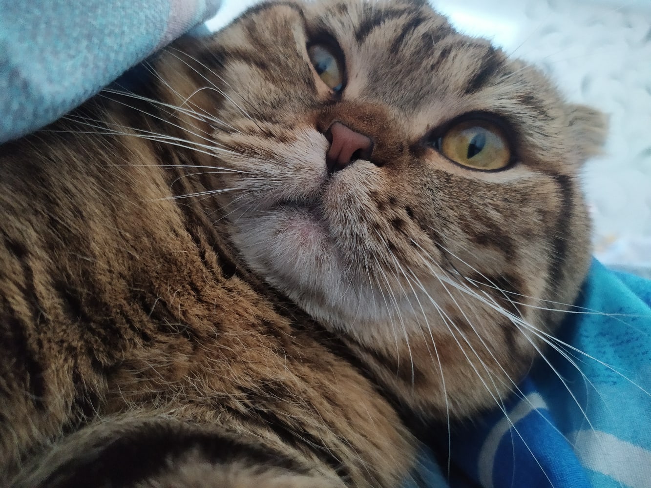 Котик с просонок