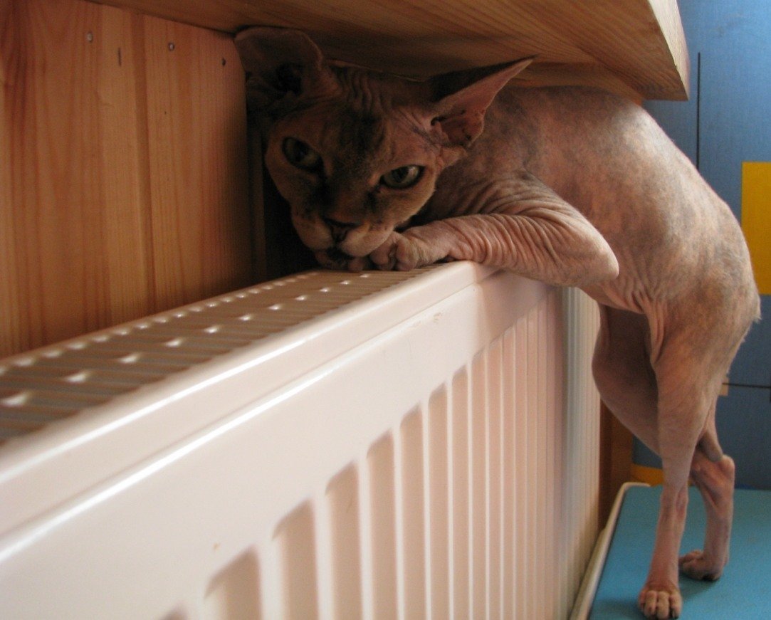 Лысик лезет на батарею