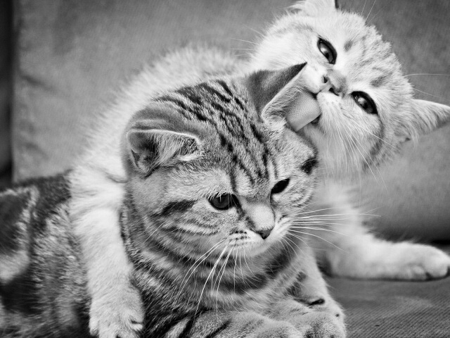 Кошачьи ласки