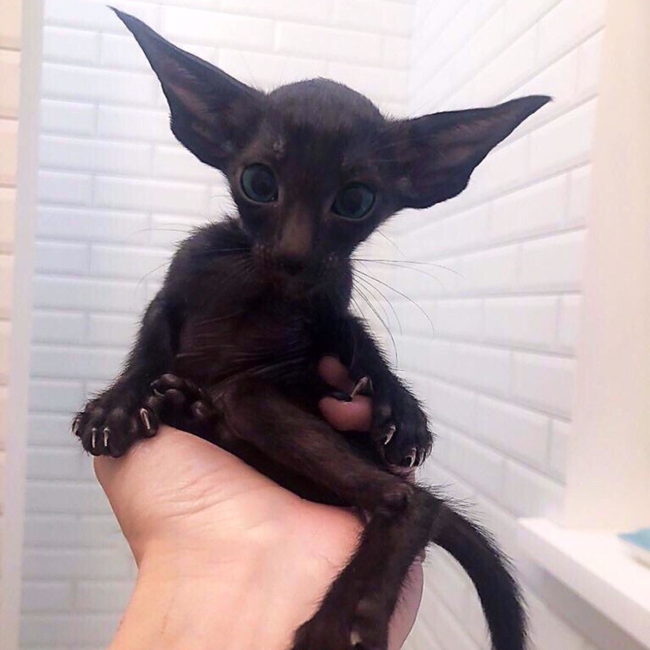 Шоколадный котёнок