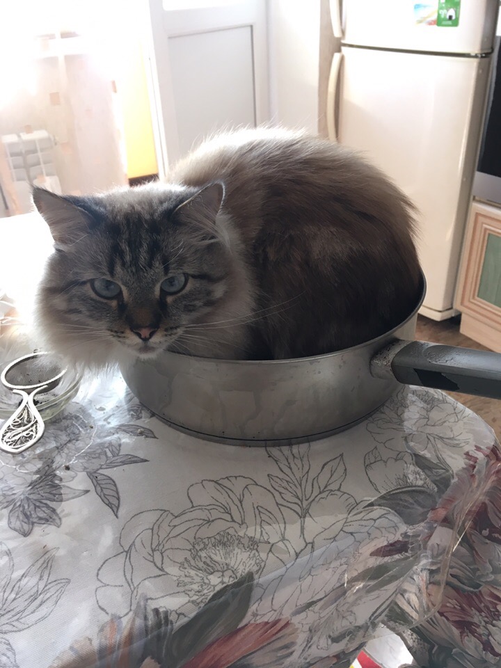 Пушистик в жаровне