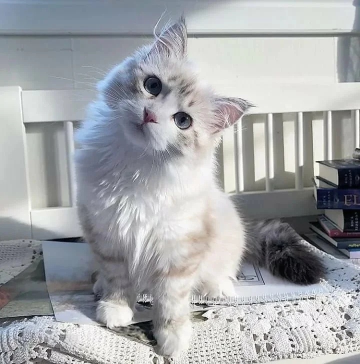 Красотуличка на полке