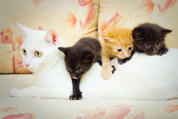 Котята оседлали маму