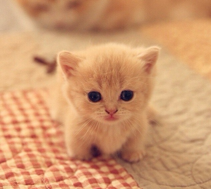 Рыженький пупсик