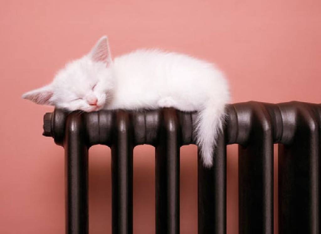 Беленький котёнок на батарее