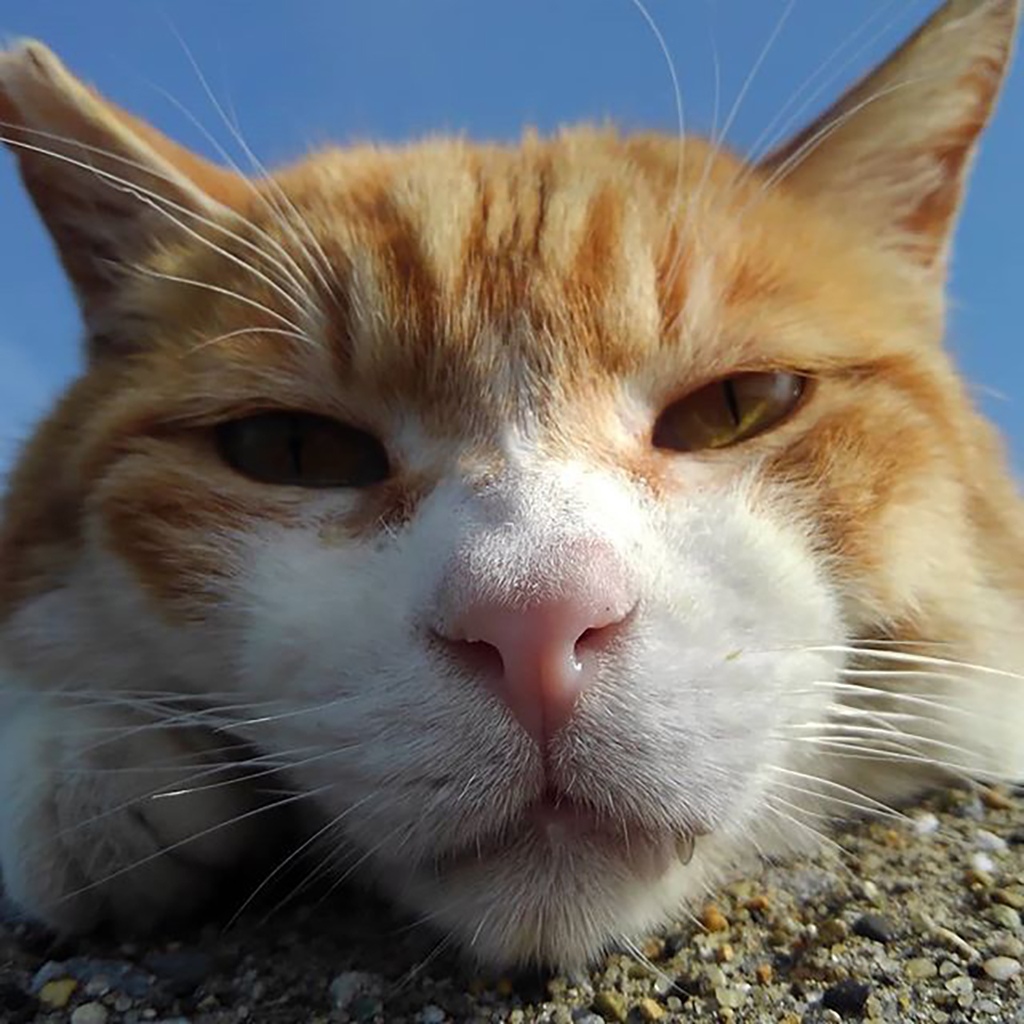 Рыжебелая морда кота