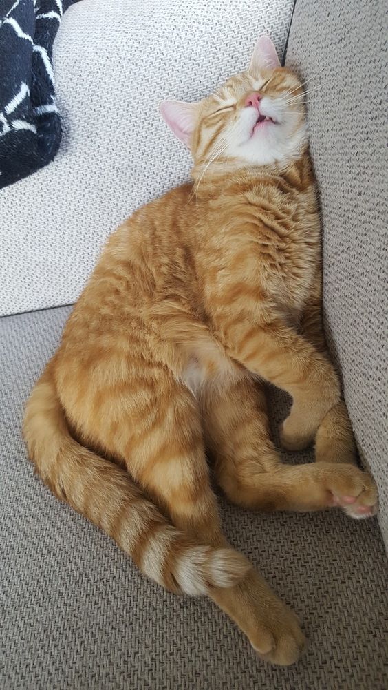 Рыжий на диванчике