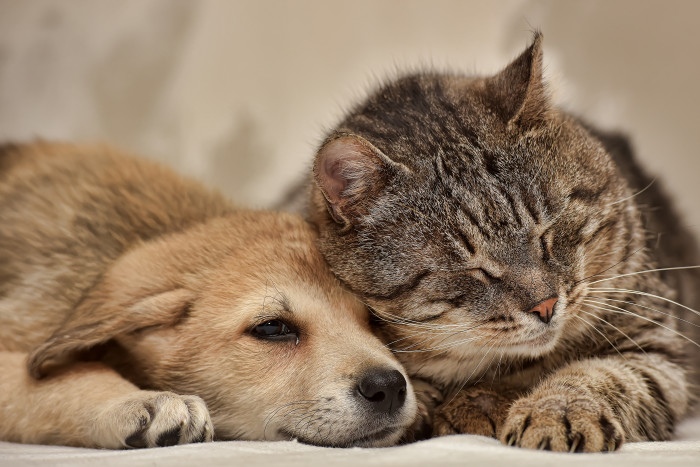 Котёнок прижался к котику