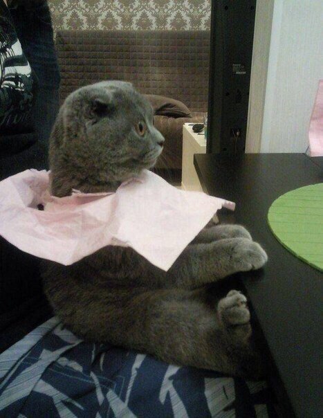 Кошечка в предвкушении обеда