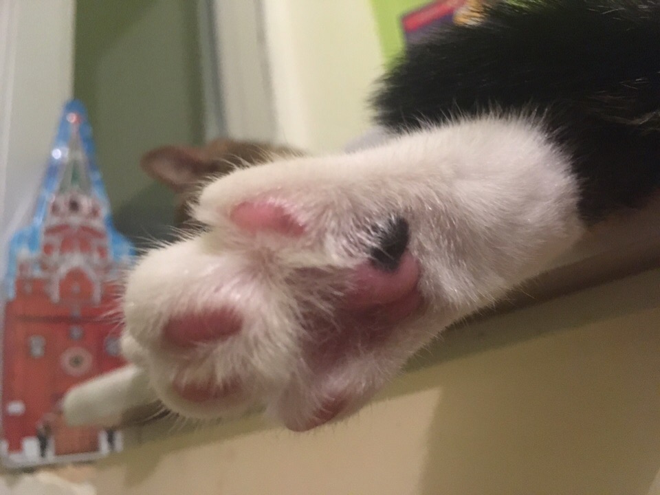 Расслабленная лапочка