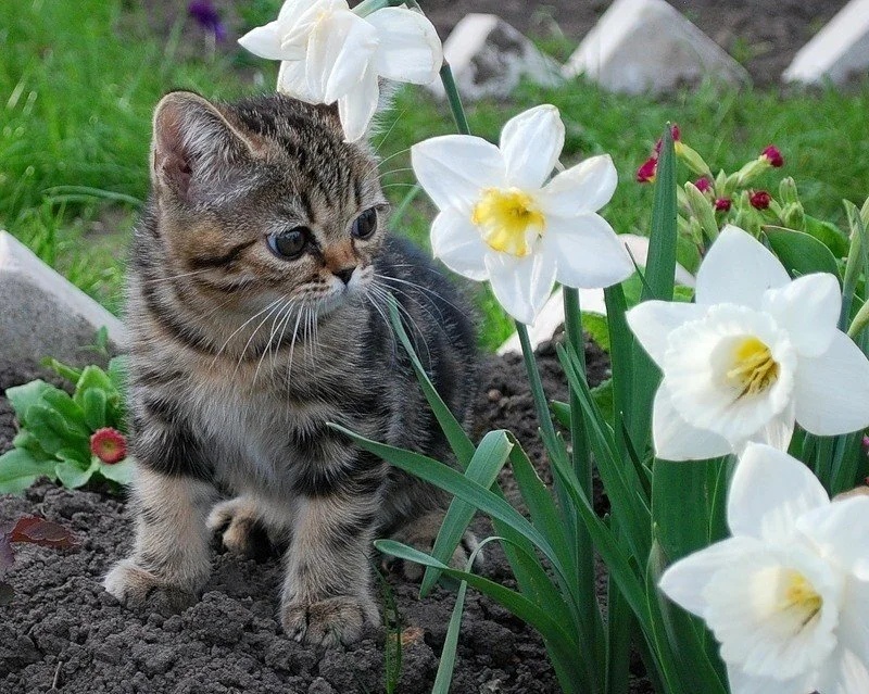 Котёнок и нарциссы