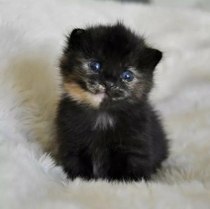 Трёхцветное чудо